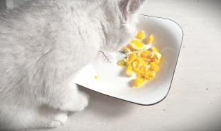 猫咪怎么吃蛋黄